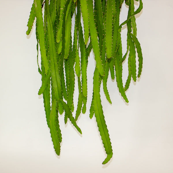Rhipsalis Monacantha 14cm H50cm