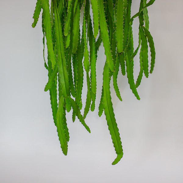 Rhipsalis Monacantha 14cm H50cm