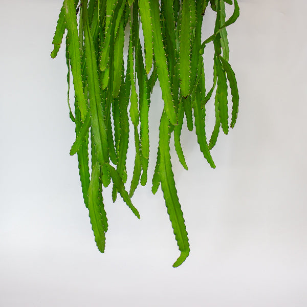 Rhipsalis Monacantha 14cm H50cm