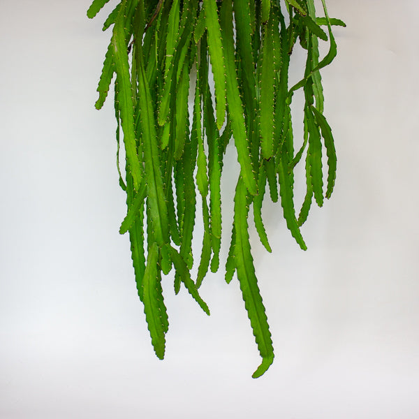 Rhipsalis Monacantha 14cm H50cm