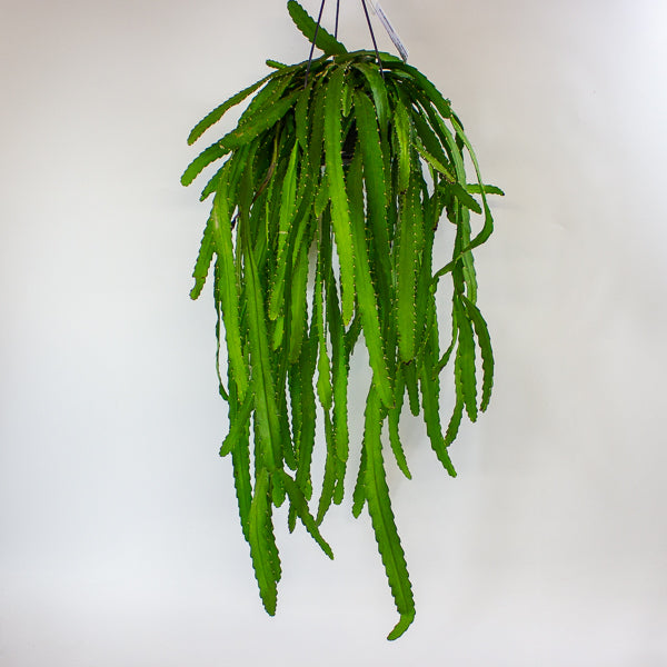 Rhipsalis Monacantha 14cm H50cm