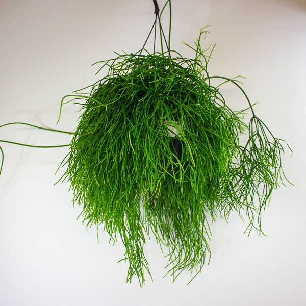 Rhipsalis Oasis - Mistletoe Cactus 17cm H25cm
