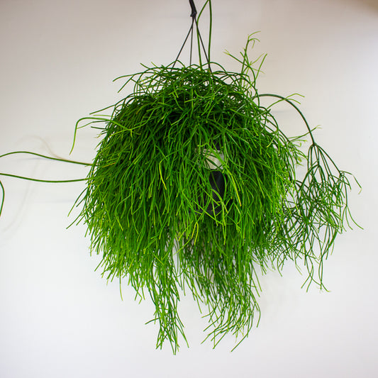 Rhipsalis Oasis - Mistletoe Cactus 17cm H25cm