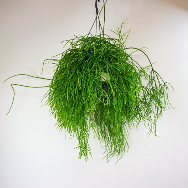 Rhipsalis Oasis - Mistletoe Cactus 17cm H25cm