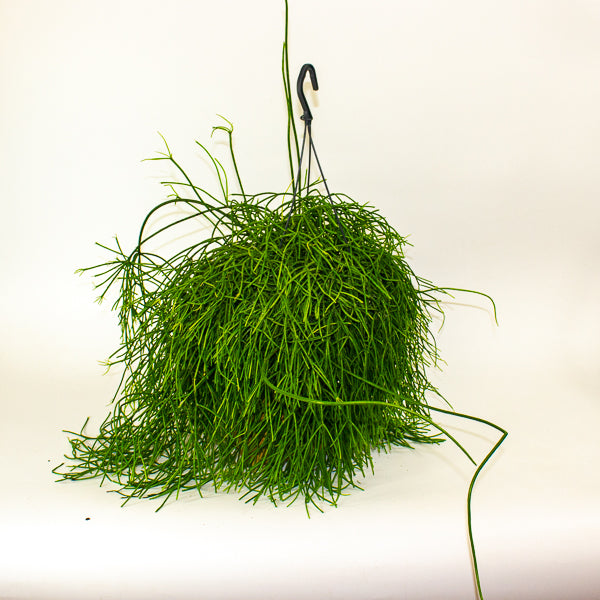Rhipsalis Oasis - Mistletoe Cactus 17cm H25cm