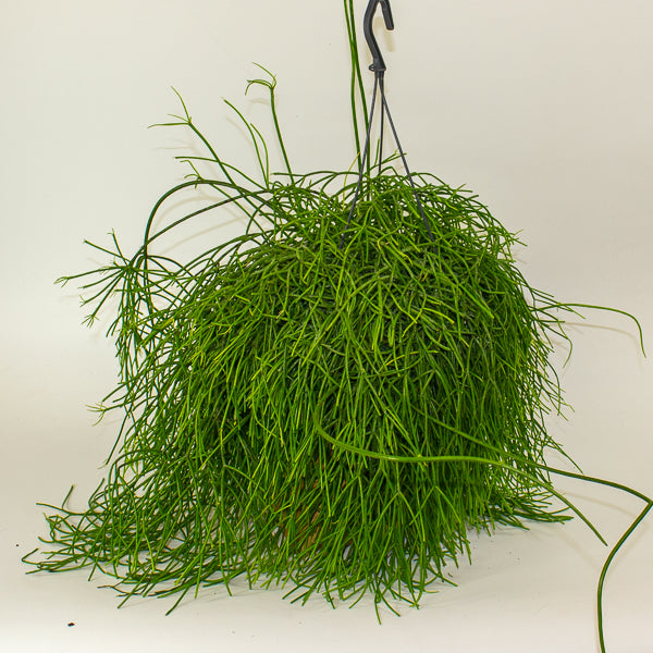 Rhipsalis Oasis - Mistletoe Cactus 17cm H25cm