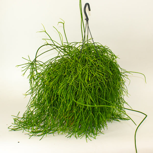 Rhipsalis Oasis - Mistletoe Cactus 17cm H25cm