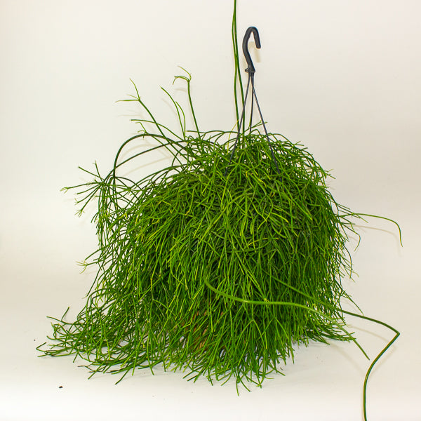 Rhipsalis Oasis - Mistletoe Cactus 17cm H25cm