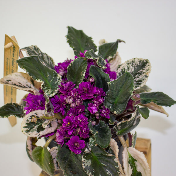 Saintpaulia ionantha variegata - African Violet 12cm H15cm