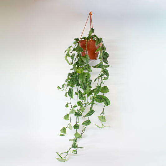 Scindapsus Pictus Trebie - Satin Pothos 18cm H40cm
