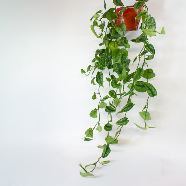 Scindapsus Pictus Trebie - Satin Pothos 18cm H40cm