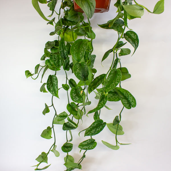 Scindapsus Pictus Trebie - Satin Pothos 18cm H40cm