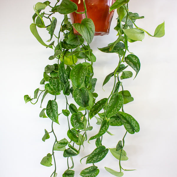 Scindapsus Pictus Trebie - Satin Pothos 18cm H40cm