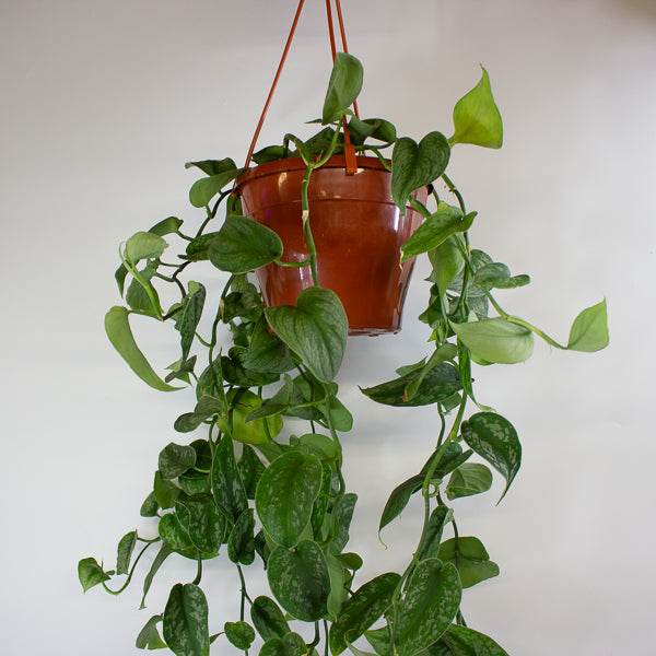 Scindapsus Pictus Trebie - Satin Pothos 18cm H40cm