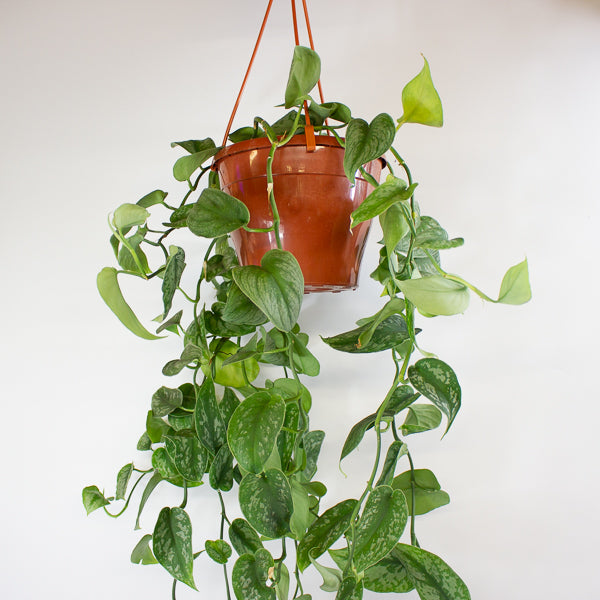 Scindapsus Pictus Trebie - Satin Pothos 18cm H40cm