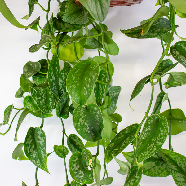 Scindapsus Pictus Trebie - Satin Pothos 18cm H40cm
