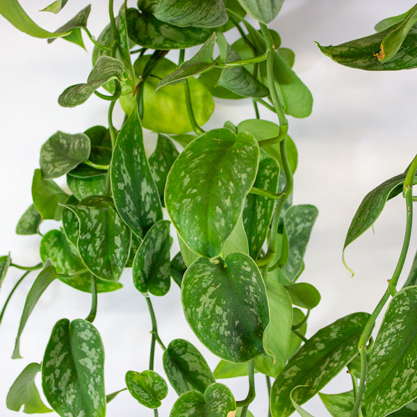 Scindapsus Pictus Trebie - Satin Pothos 18cm H40cm