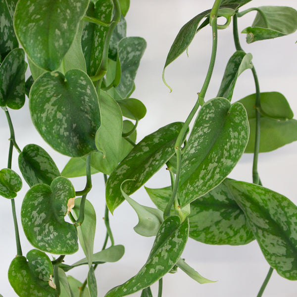 Scindapsus Pictus Trebie - Satin Pothos 18cm H40cm