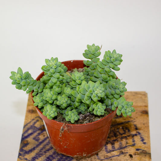 Sedum burrito - Burrows Tail 9cm H10cm