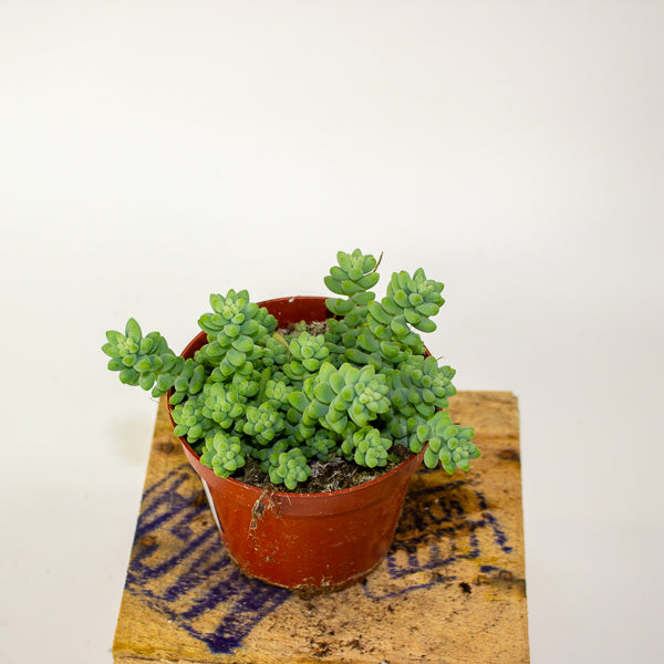 Sedum burrito - Burrows Tail 9cm H10cm