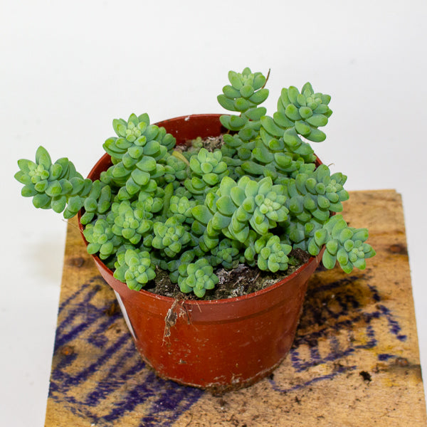 Sedum burrito - Burrows Tail 9cm H10cm