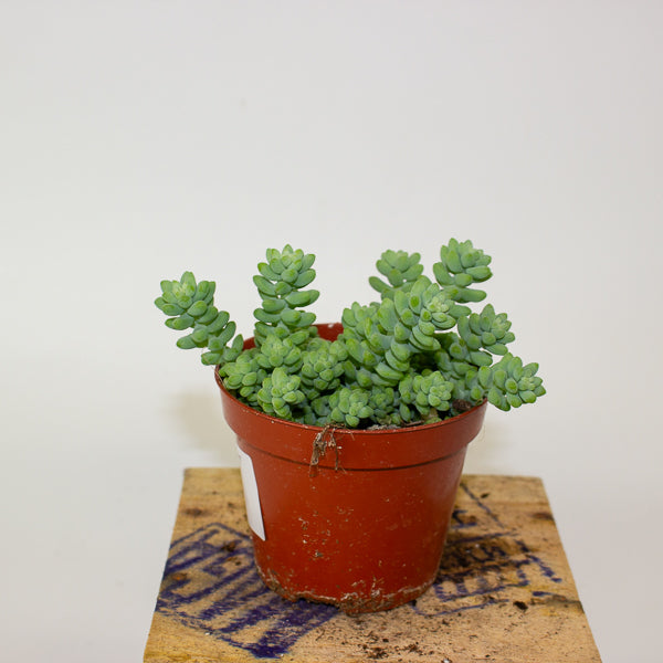 Sedum burrito - Burrows Tail 9cm H10cm