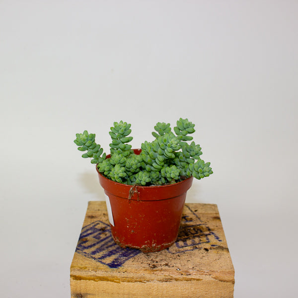 Sedum burrito - Burrows Tail 9cm H10cm