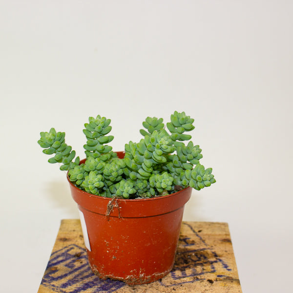 Sedum burrito - Burrows Tail 9cm H10cm