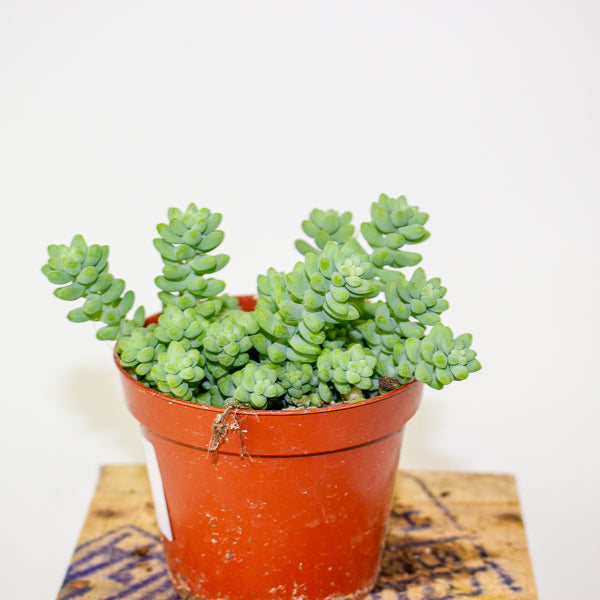 Sedum burrito - Burrows Tail 9cm H10cm