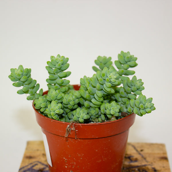 Sedum burrito - Burrows Tail 9cm H10cm