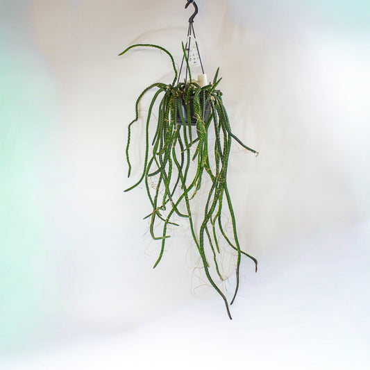 Selenicereus grandiflorus - Queen of the Night 14cm H40cm