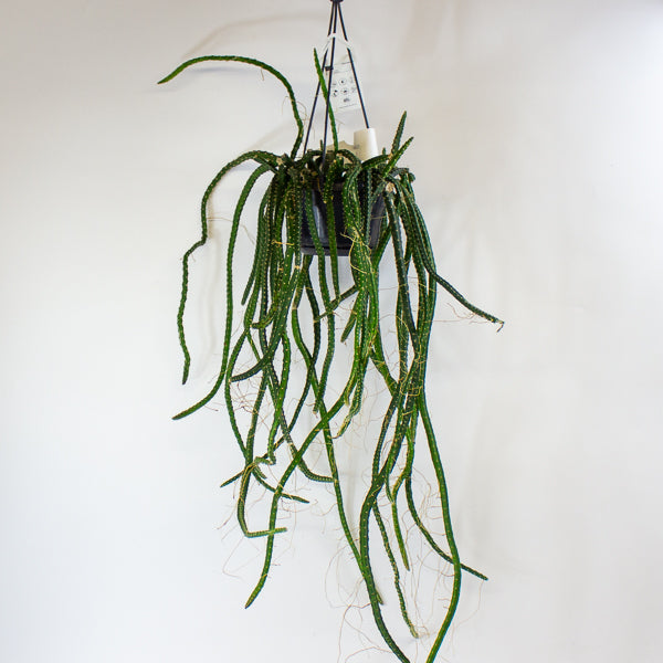 Selenicereus grandiflorus - Queen of the Night 14cm H40cm
