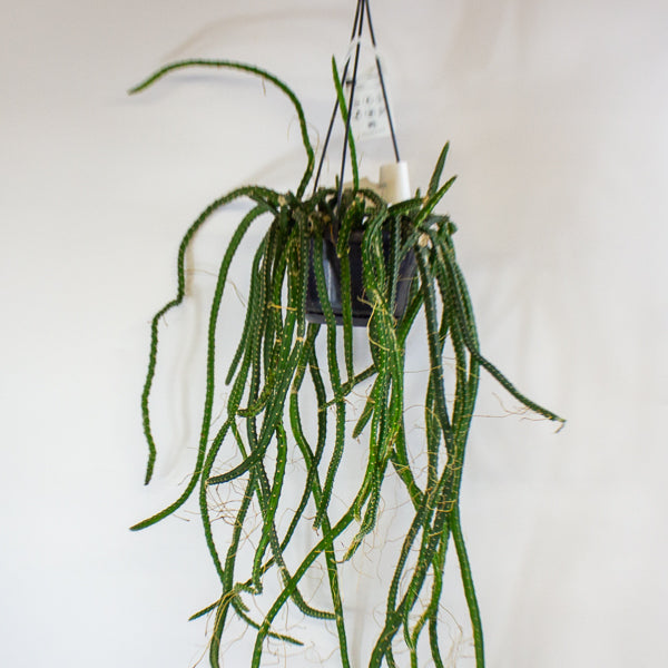 Selenicereus grandiflorus - Queen of the Night 14cm H40cm
