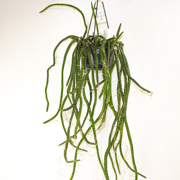 Selenicereus grandiflorus - Queen of the Night 14cm H40cm