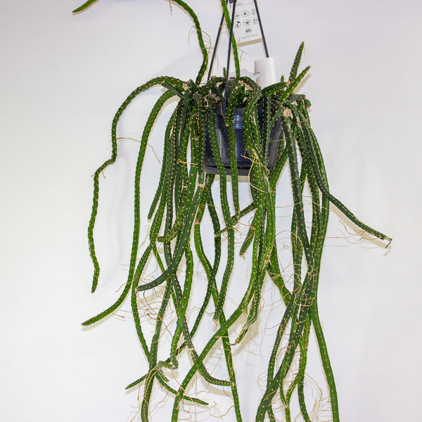 Selenicereus grandiflorus - Queen of the Night 14cm H40cm