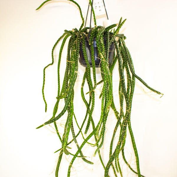 Selenicereus grandiflorus - Queen of the Night 14cm H40cm