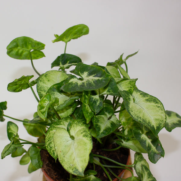 Syngonium Pixie 12cm H20cm