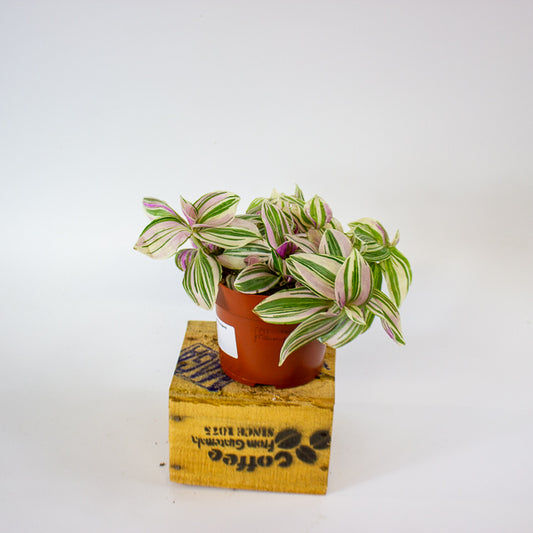 Tradescantia Nanook 12cm H17cm