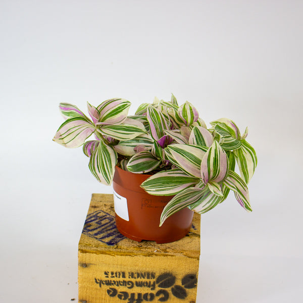 Tradescantia Nanook 12cm H17cm