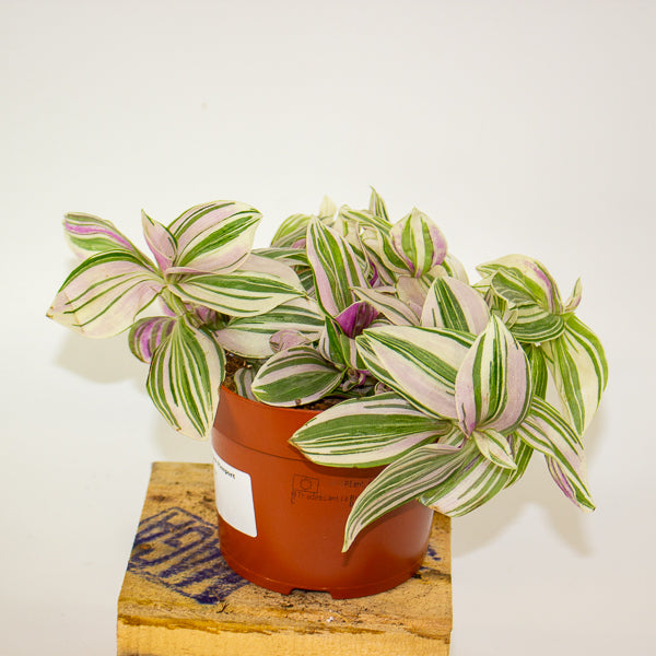 Tradescantia Nanook 12cm H17cm
