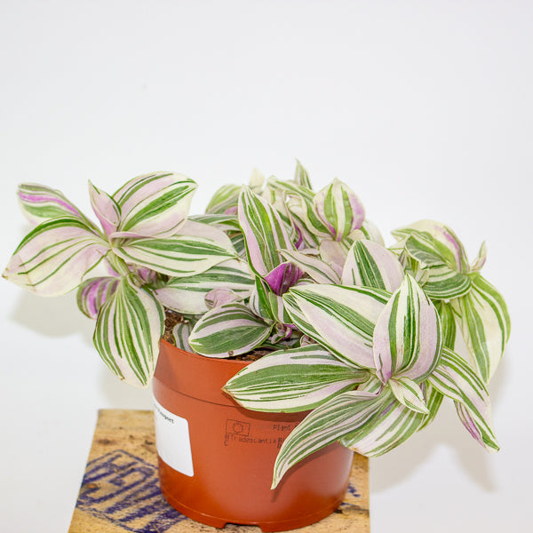 Tradescantia Nanook 12cm H17cm