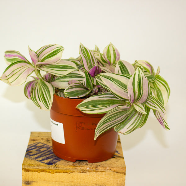 Tradescantia Nanook 12cm H17cm