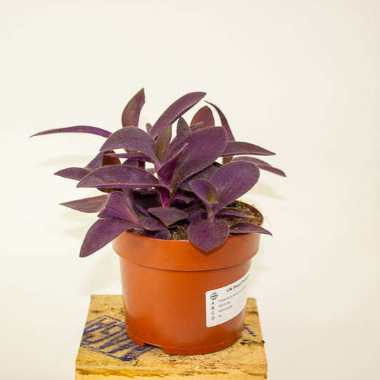 Tradescantia Palida Purple Heart 12cm H14cm