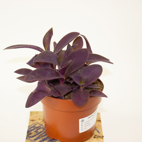 Tradescantia Palida Purple Heart 12cm H14cm