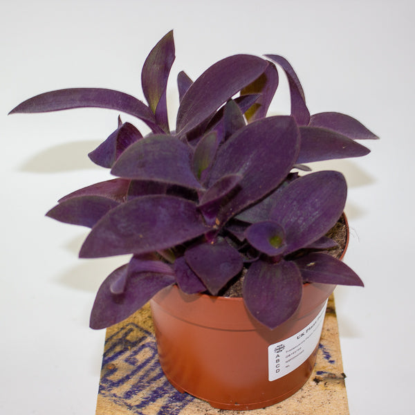 Tradescantia Palida Purple Heart 12cm H14cm