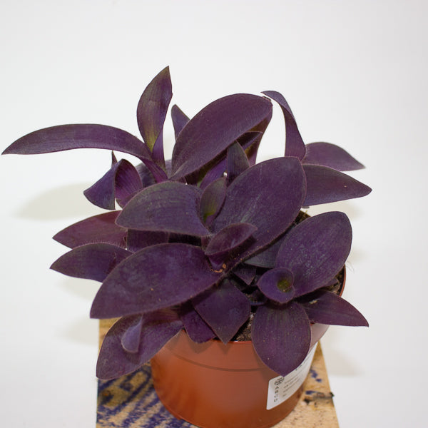 Tradescantia Palida Purple Heart 12cm H14cm