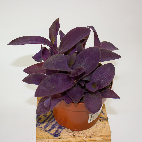 Tradescantia Palida Purple Heart 12cm H14cm