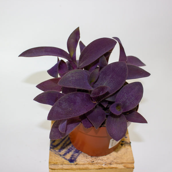 Tradescantia Palida Purple Heart 12cm H14cm