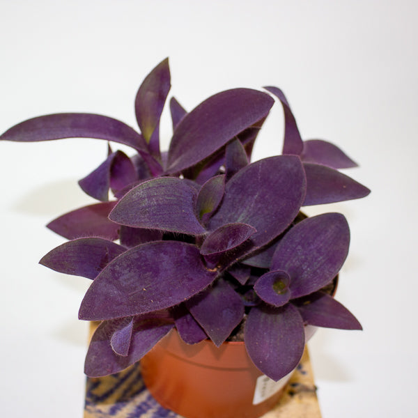 Tradescantia Palida Purple Heart 12cm H14cm