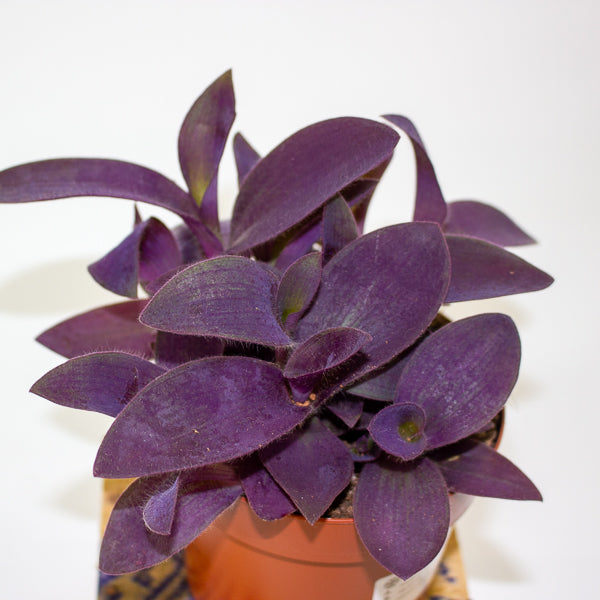 Tradescantia Palida Purple Heart 12cm H14cm